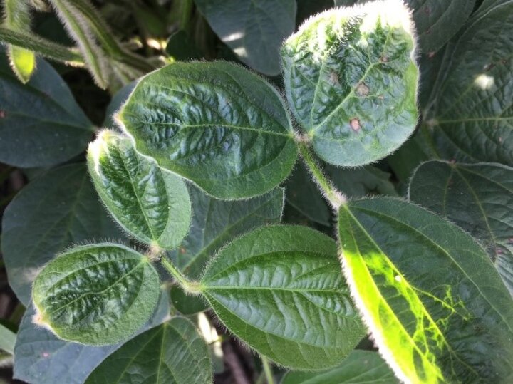 Soybean leaves