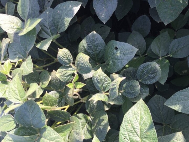 Soybean leaves