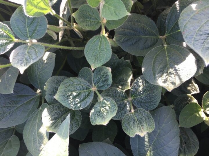 Soybean leaves