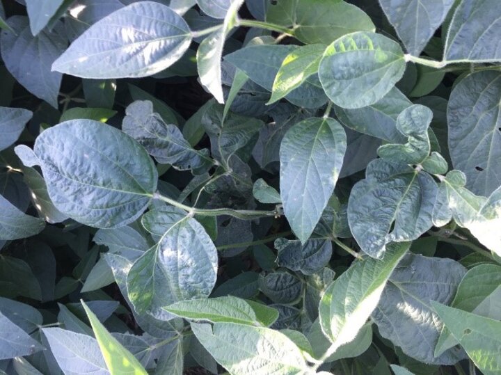 Soybean leaves