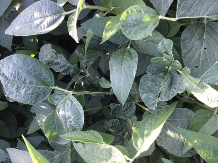 Soybean leaves