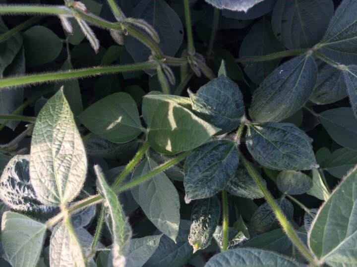 Soybean leaves