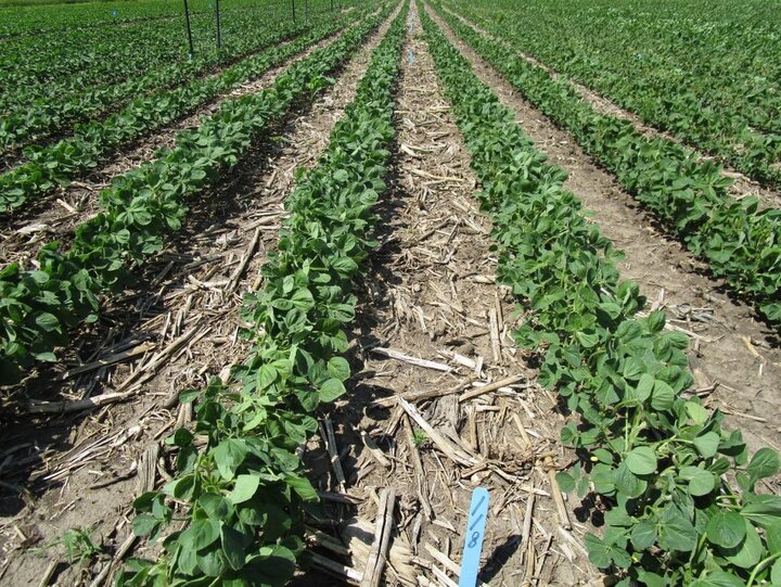 soybean field