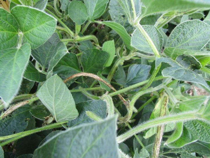 soybean leaves