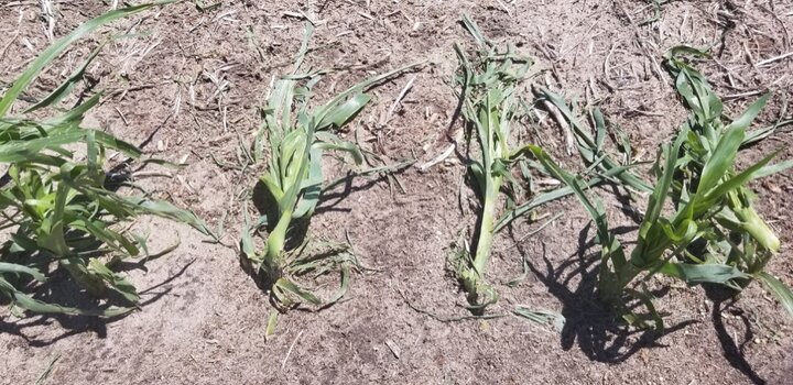 hail damaged corn