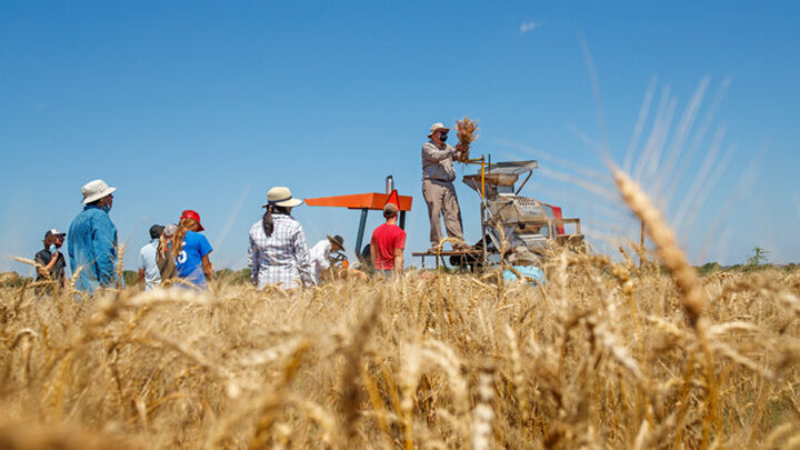 Baenziger harvests wheat