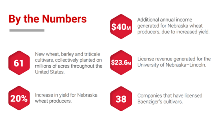 By the numbers. 61 New wheat, barley and triticale cultivators. 20% increase in yield for Nebraska wheat producers. $40 million additional annual income for Nebraska wheat producers. $23.6 million license revenue for University of Nebraska-Lincoln. 38 companies have licensed Baenziger's cultivars.