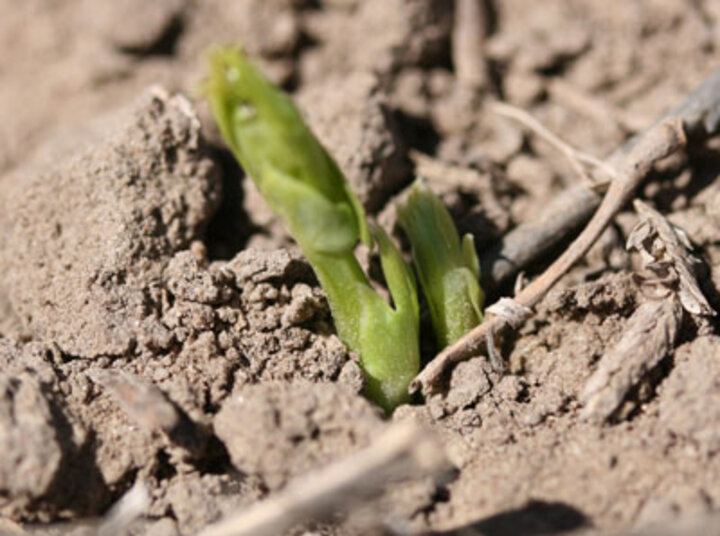 Dry edible field peas