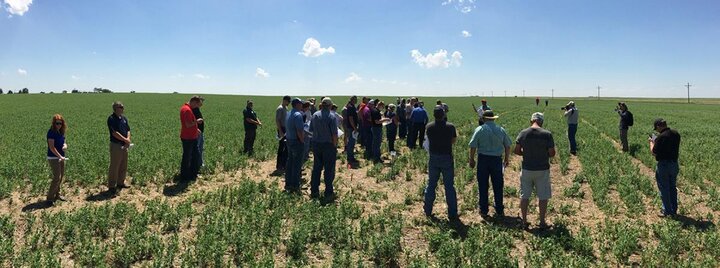 Participants at a 2016 Field Pea Field Day