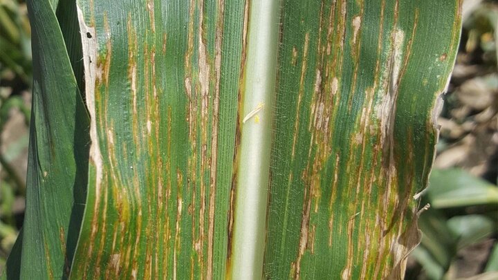 bacterial leaf streak disease 