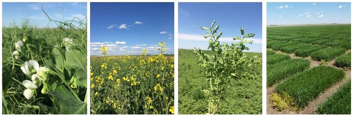 Field-pea-field-day-composite photo