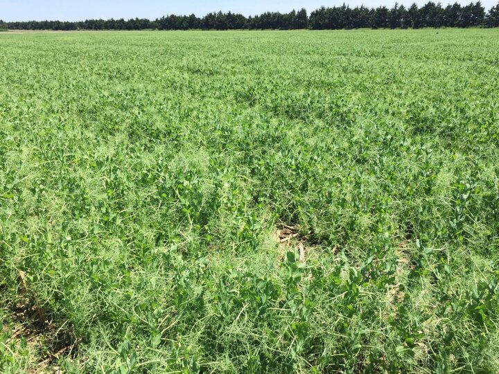 Field Pea Variety Trial