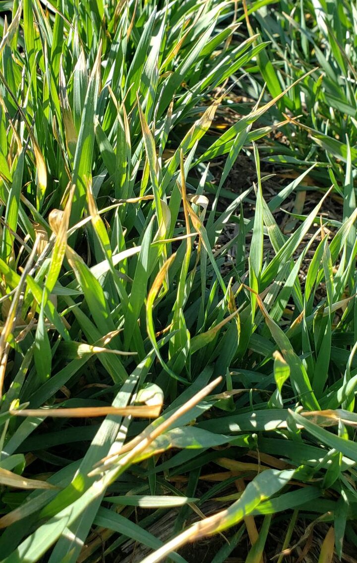 wheat with minimal leaf burn from cold temperatures