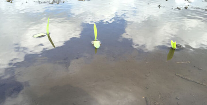 Corn seedlings under water in field