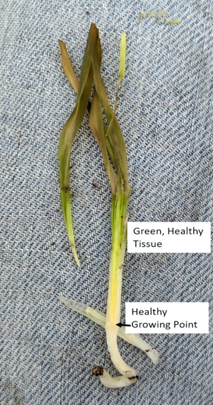 Corn seedling