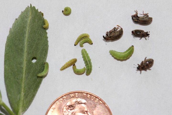 Adult and small- to medium-sized larvae of the alfalfa weevil