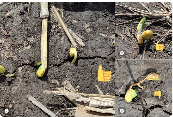 soybeans examples