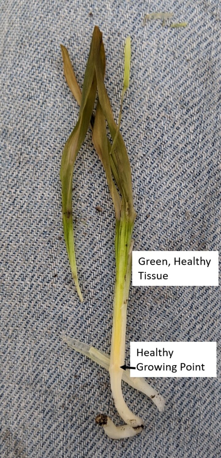 corn example
