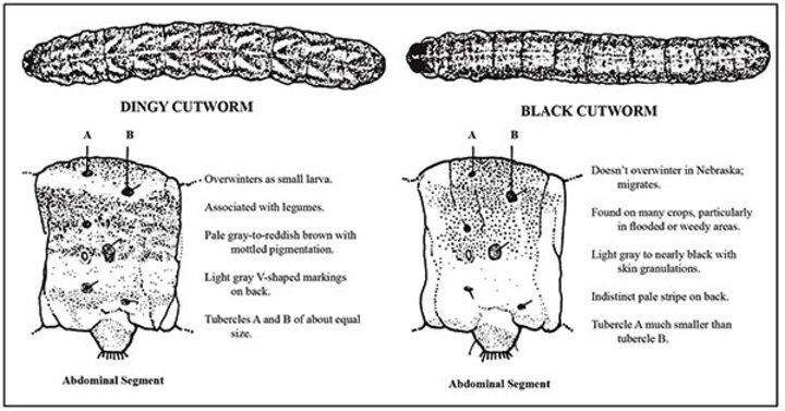 Identification characteristics for dingy cutworm and black cutworm larvae