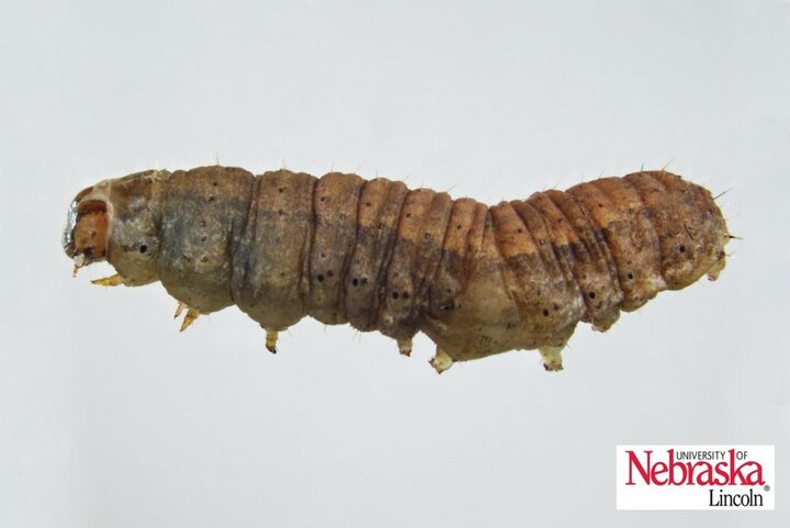 Dingy cutworm larva