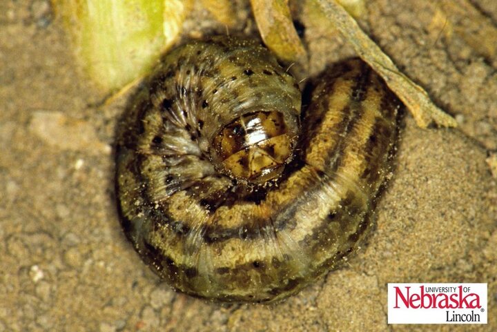Army cutworm larva