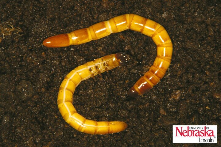Wireworms