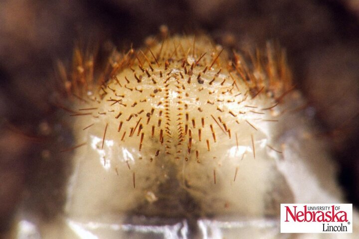 White Grubs