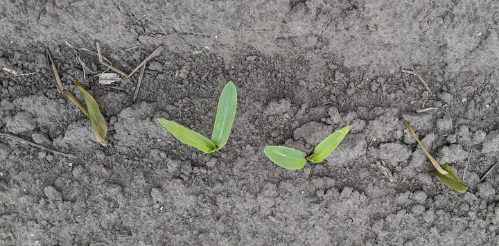 seedling examples