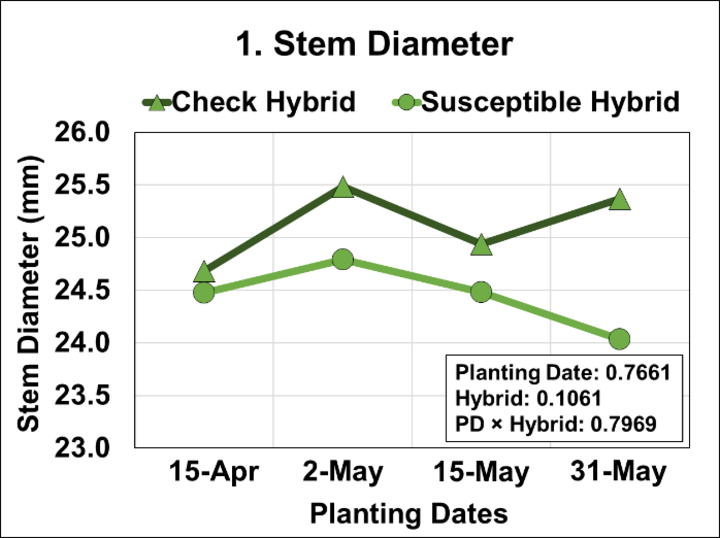 Graph of Effects of four planting dates and two hybrids on stem diameter measured at ground/soil level.