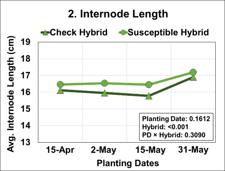 Graph of Effects of four planting dates and two hybrids on average plant internode length.