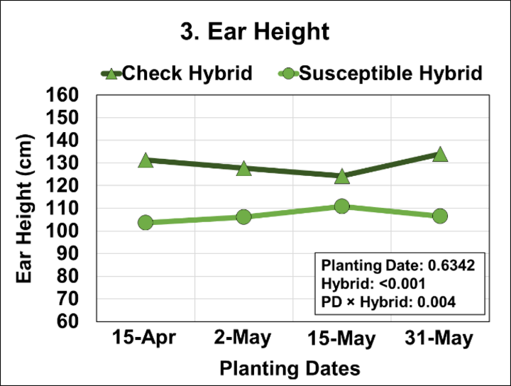 Graph of Effects of four planting dates and two hybrids on ear height from the ground level.