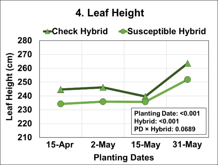 Graph of Effects of four planting dates and two hybrids on height of last developed leaf.