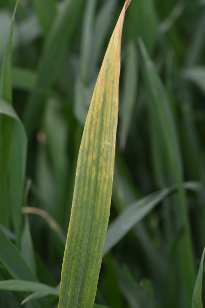 Barley yellow dwarf