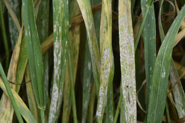 Powdery mildew