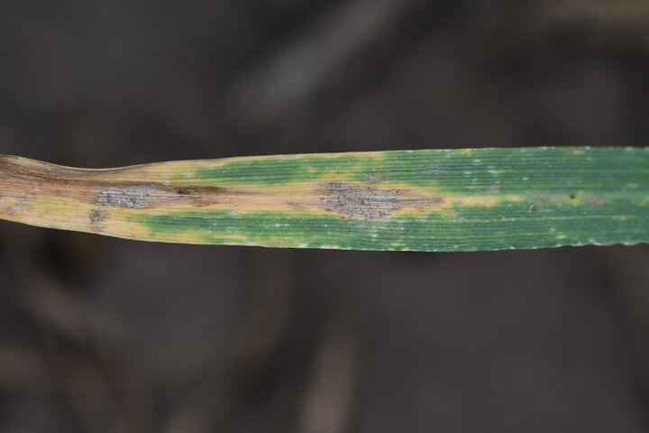 Septoria tritici blotch