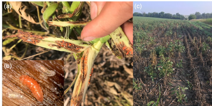 soybean gall midge