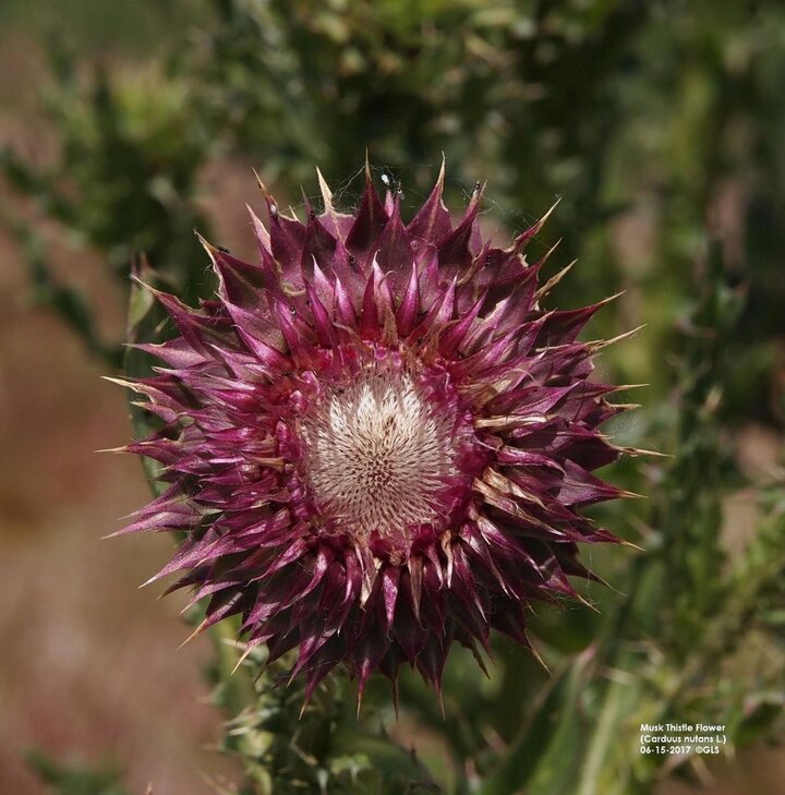 Musk thistle