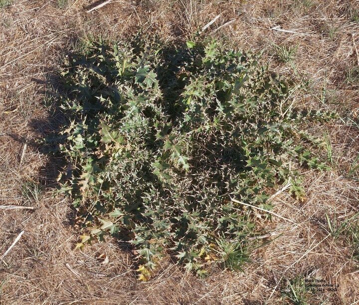 Musk thistle rosette