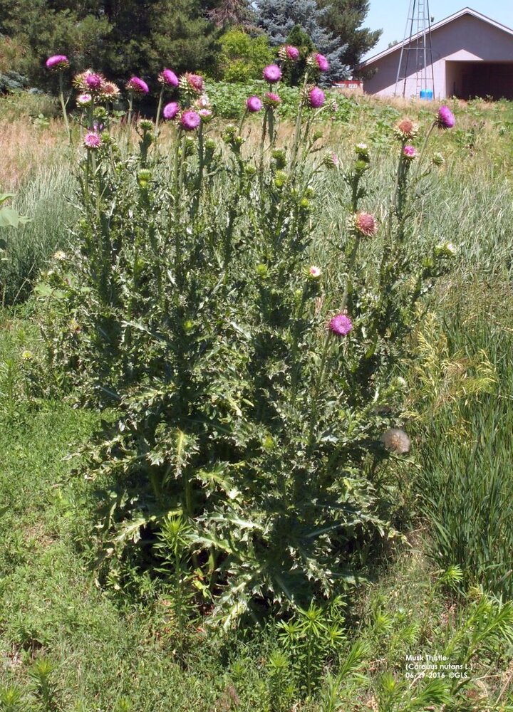 Musk thistle