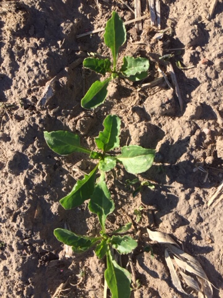 sugar beets emerging