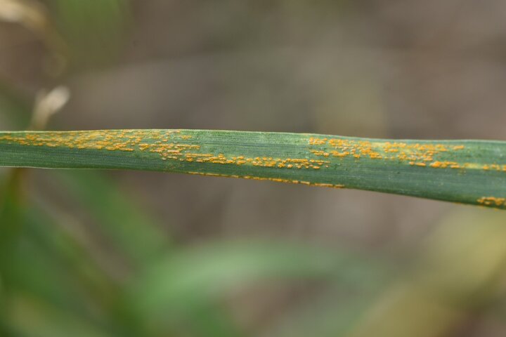 Stripe rust