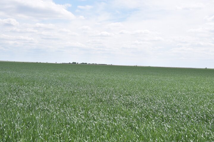 wheat field at the boot growth stage