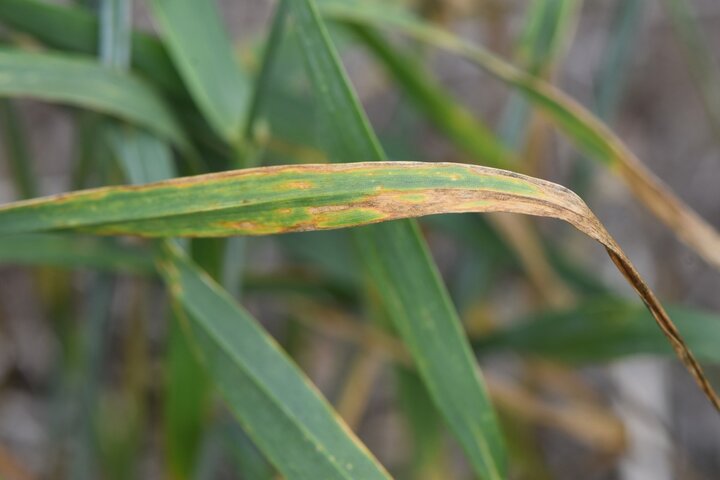 Septoria tritici blotch