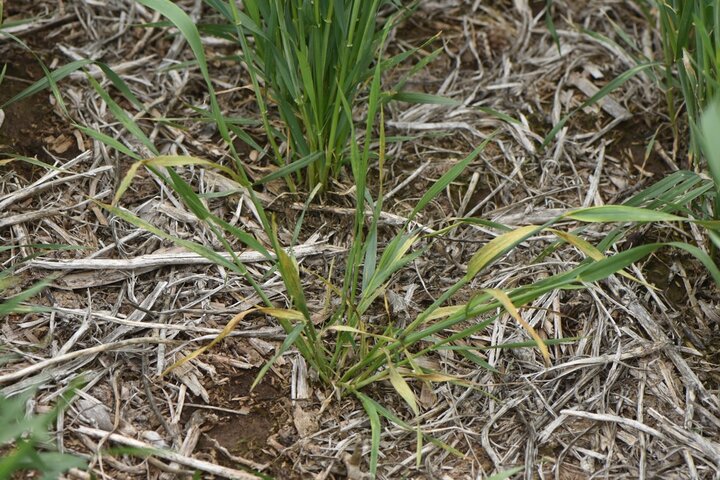 wheat plant stunted and spraddled by wheat streak mosaic