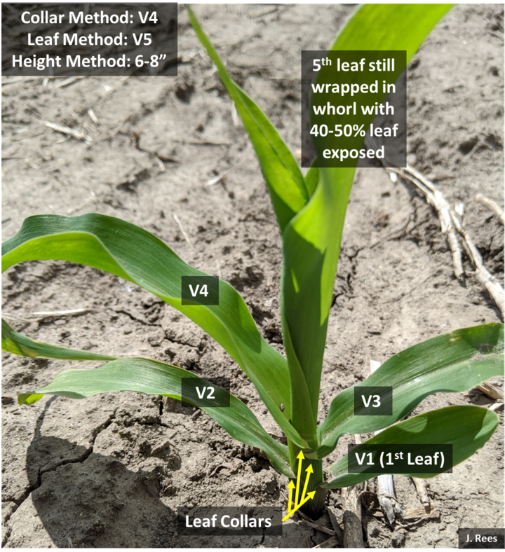 Corn plant showing different growth stages 