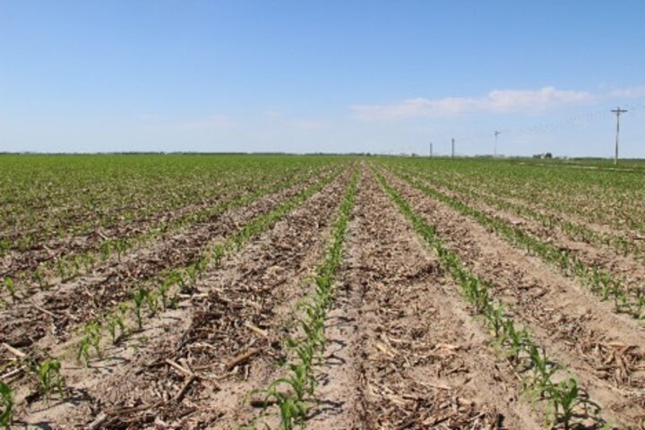 field corn in Adams county