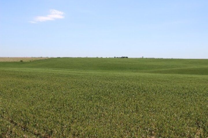 wheat in Webster County