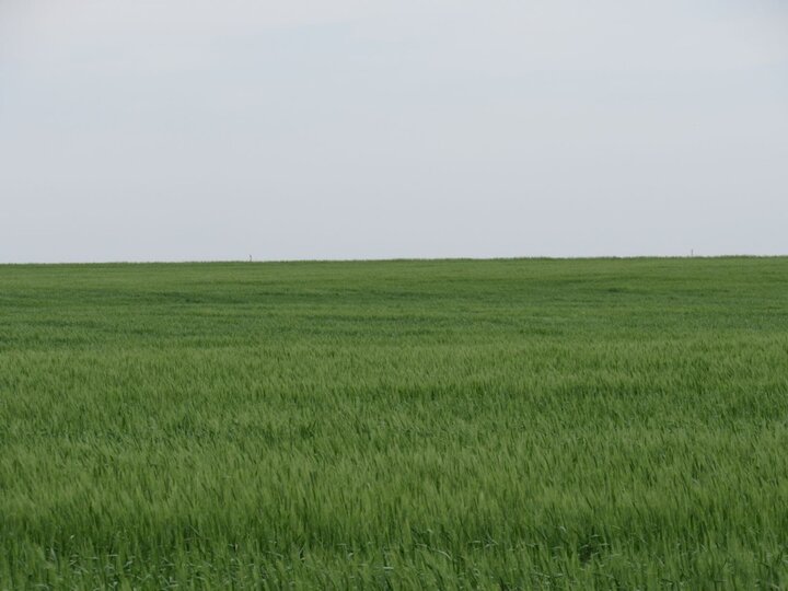 wheat in Cheyenne county