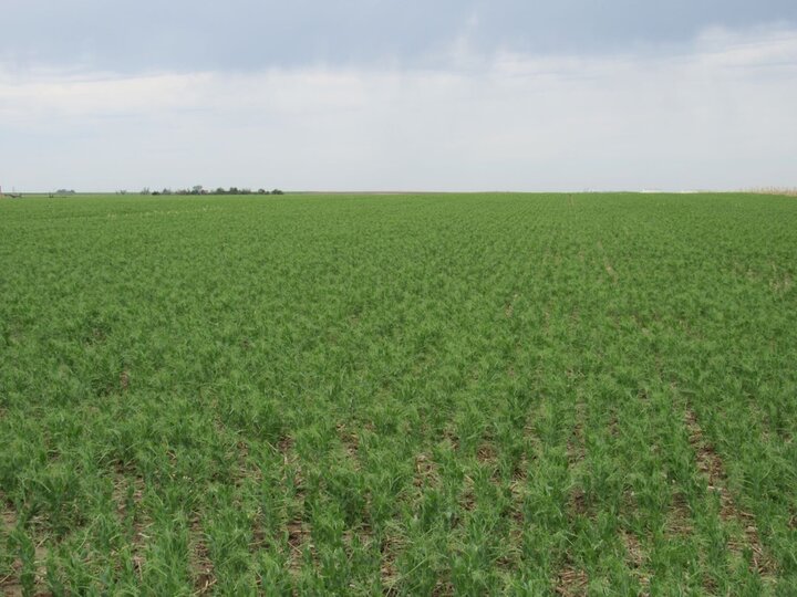 peas in Cheyenne county