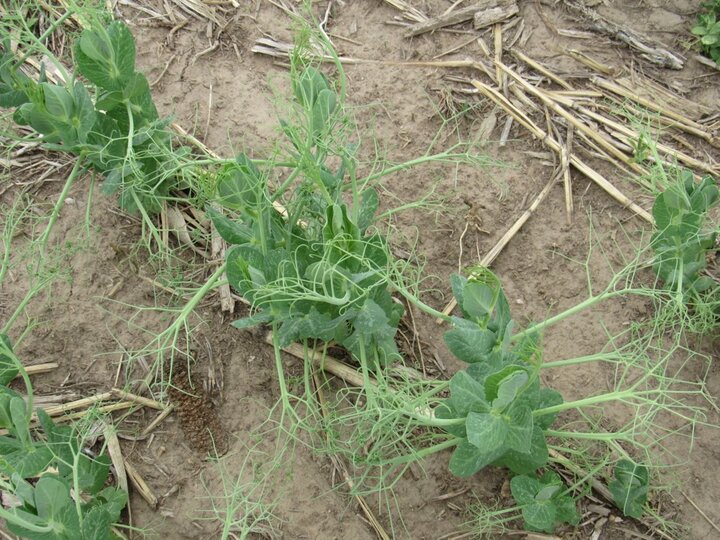 peas in Cheyenne county